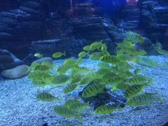 -烟台海昌鲸鲨海洋公园