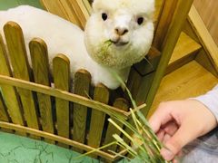 -藦茜花园宠物主题亲子互动体验馆(国顺东路店)