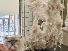 -钦宠·猫咪售卖·洗护·寄养(东圃旗舰店)