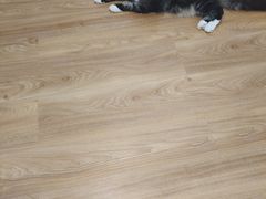 -COLOR PETS 撸猫馆·购猫·猫咖(长风大悦城店)