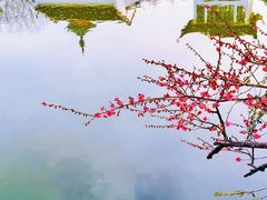 -红梅公园