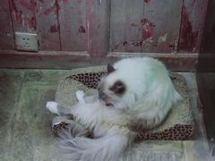 -猫咪博物馆(顶澳仔猫街店)