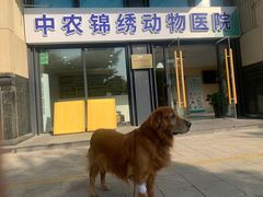 -喜多萌中农锦绣动物医院24H·猫科·牙科MRI·CT