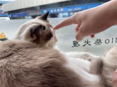 -南京Hallo宠物乐园·哈罗犬舍·柴犬繁育基地