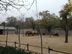 -石家庄市动物园