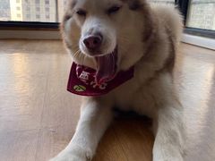 -Husky Go! 哈士奇体验馆·宠物咖啡厅狗咖