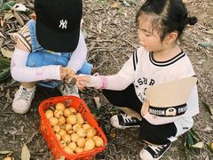 -塘栖枇杷特色园区