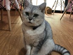 -李小姐の猫咖啡馆(五角场店)