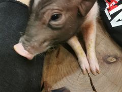 -藦茜花园宠物主题亲子互动体验馆(国顺东路店)