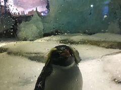 -海合安成都极地海洋公园