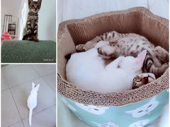 -有猫主题·治愈系猫咖(曾厝垵店)