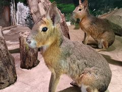 -正佳雨林生态植物园