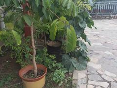 -梨木台悦来客农家院