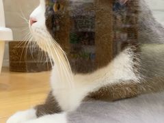 -momokira米努特·德文卷毛猫·棉花面纱犬