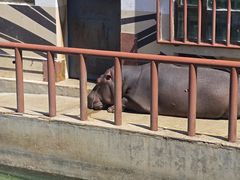 -青藏高原野生动物园