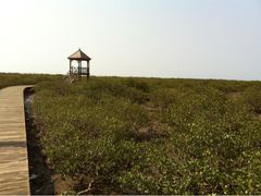 -北海金海湾红树林生态旅游区