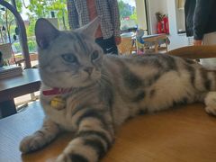 -平行世界·猫咖(首经贸店)