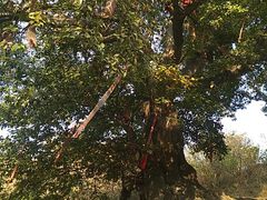 -京玉菲饭店(李村店)