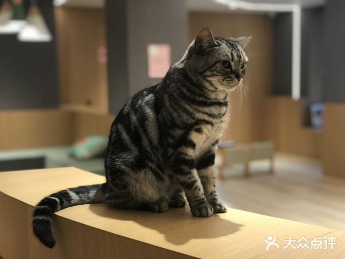 CAT’S MEWSTAR CAFE·喵星球猫屋(晴湾咖啡店)图片