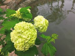 -鹅湖玫瑰文化园