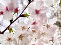 -武汉大学-樱园