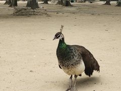 -秦皇岛野生动物园