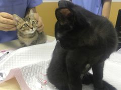 -美联众合动物医院(·中兽医·疑难杂症·严家桥分院)