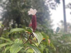 -新加坡飞禽公园