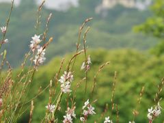 -苏州上方山国家森林公园