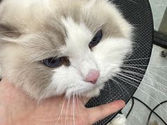 -PETKIT 小佩宠物·低压洗护·美容·寄养(安远店)