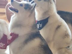 -Husky Go! 哈士奇体验馆·宠物咖啡厅狗咖