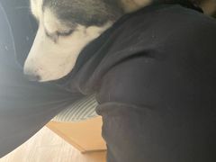 -Husky Go! 哈士奇体验馆·宠物咖啡厅狗咖