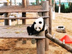 -西霞口神雕山野生动物世界