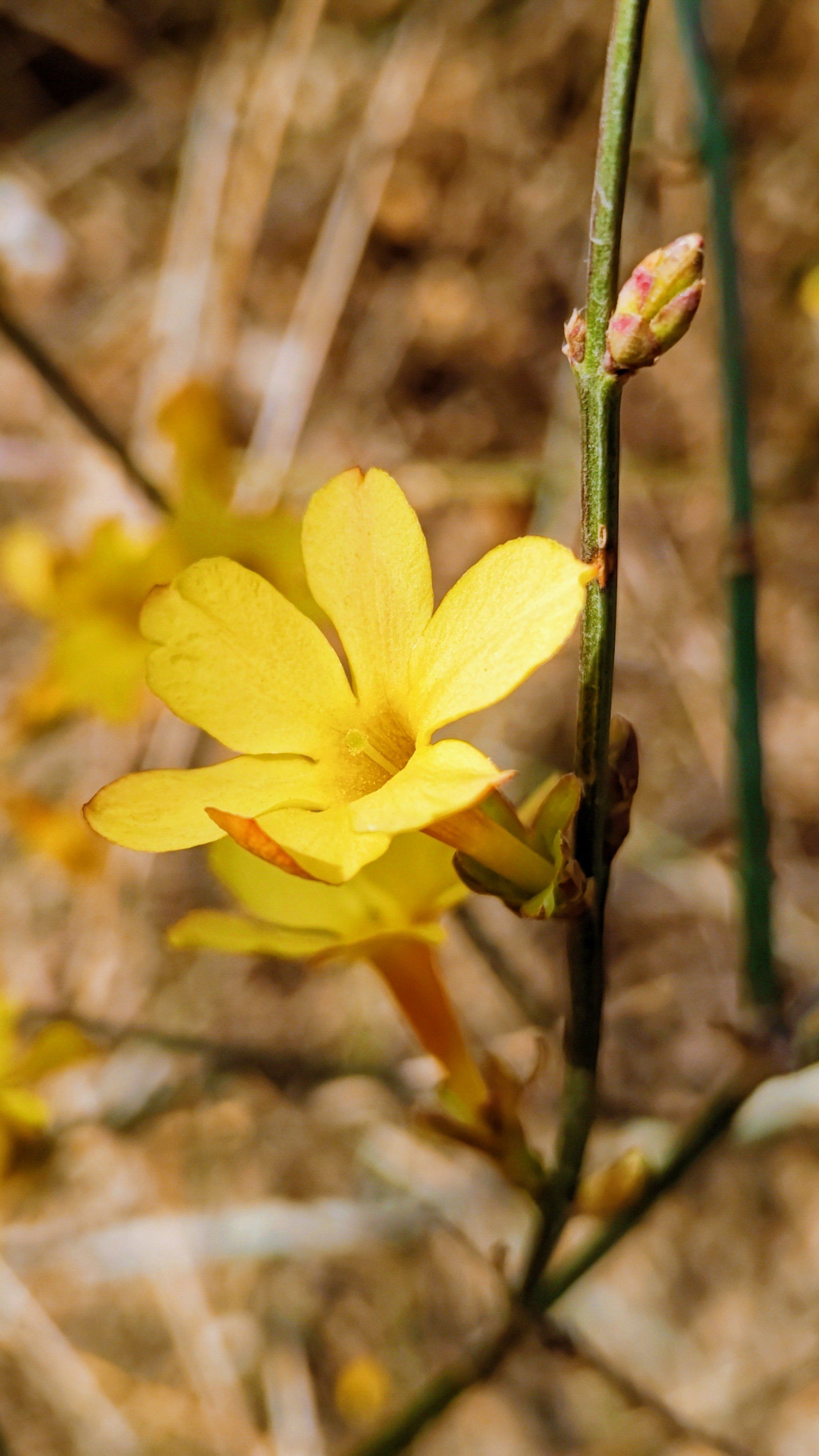 春天的脚步悄然而至