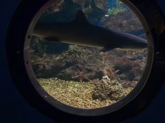 -海合安武汉极地海洋公园