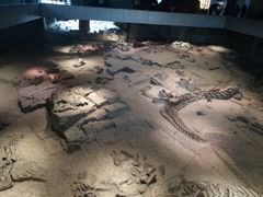 -自贡恐龙博物馆