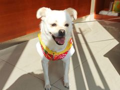 -艾贝尔宠物医院 ·内科全科(梁溪路店)