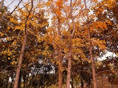 -艾溪湖湿地公园