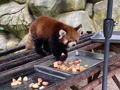 -常州淹城野生动物世界
