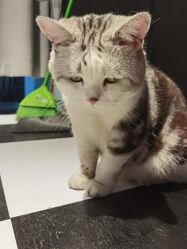 -众刺纹画·纹身·穿孔饰品·海娜定制