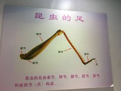 -上海昆虫博物馆