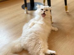-猫腻·猫咖·撸猫馆(星光大道店)