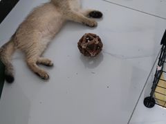 -pd派德宠物中心医院24H急重症·眼科中心·血液透析中心(嵩山北路店)