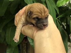 -爱侣宠医·鹦鹉专科·小型哺乳类·异宠专科(灵石路店)