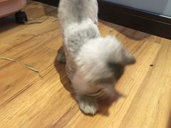 -藦茜花园宠物主题亲子互动体验馆(国顺东路店)