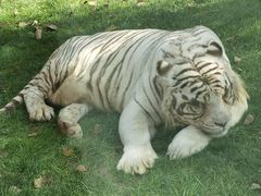 -北京野生动物园