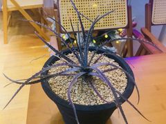 -Rabbit Cafe私房西餐甜点咖啡(栖霞路店)