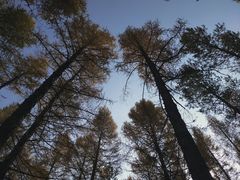 -塞罕坝国家级自然保护区