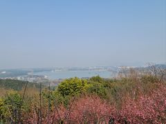 -香雪海