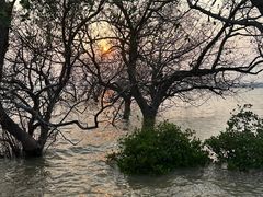 -宝安西湾红树林湿地公园